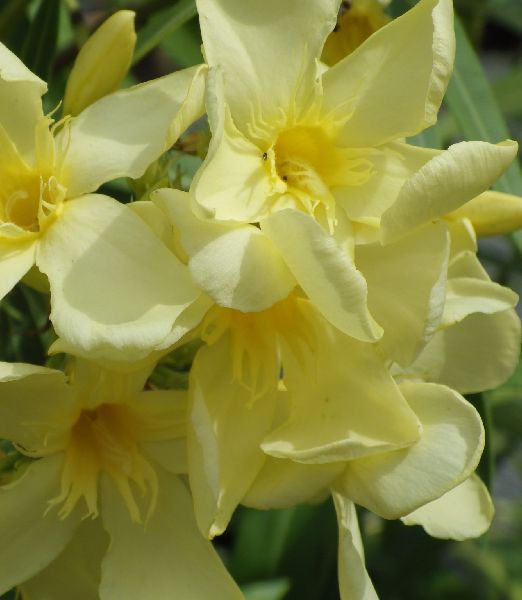 Nerium oleander 'Maria Gambetta'